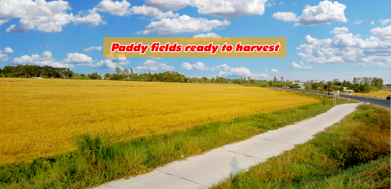 Paddy fields ready to harvest