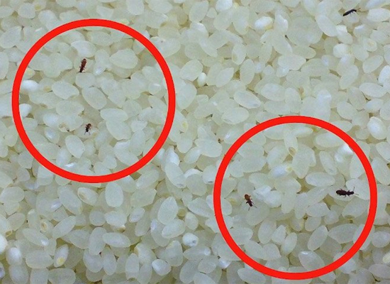 Gạo Việt Nam, gạo xuất khẩu