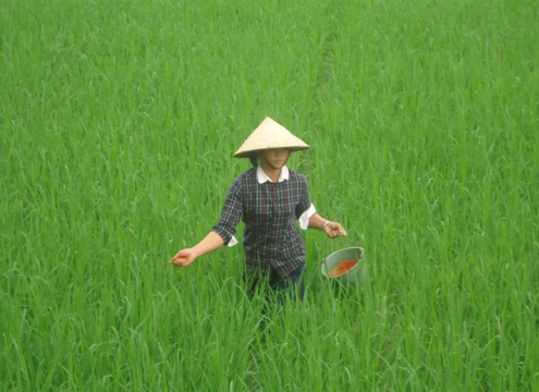 gao-ngon,-Rice-Vietnam-(+84)-292-3681171,-Cham-soc-lua-xuan-giai-doan-de-nhanh