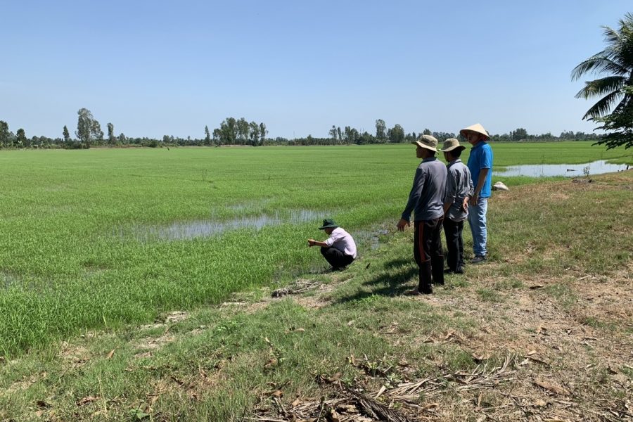 Kỹ sư thăm và chăm sóc vùng trồng lúa hữu cơ
