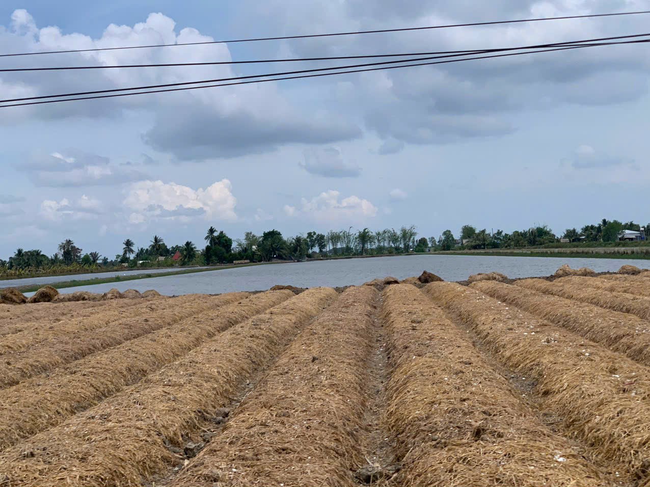 liên kết sản xuất lúa giảm phát thải carbon và bao tiêu tại Kiên Giang