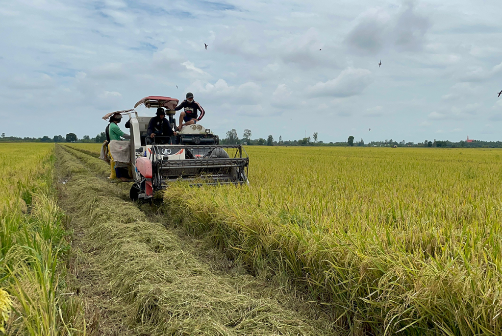 Thu hoạch 50 ha lúa giảm phát thải đầu tiên
