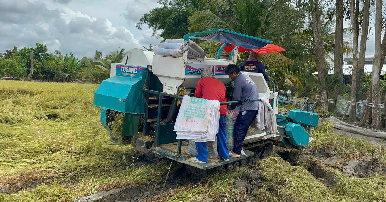 Máy cắt thu hoạch lúa hè thu trên cánh đồng giảm phát thải.