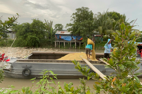 Tàu ghe vận chuyển 50 ha lúa giảm phát thải đầu tiên