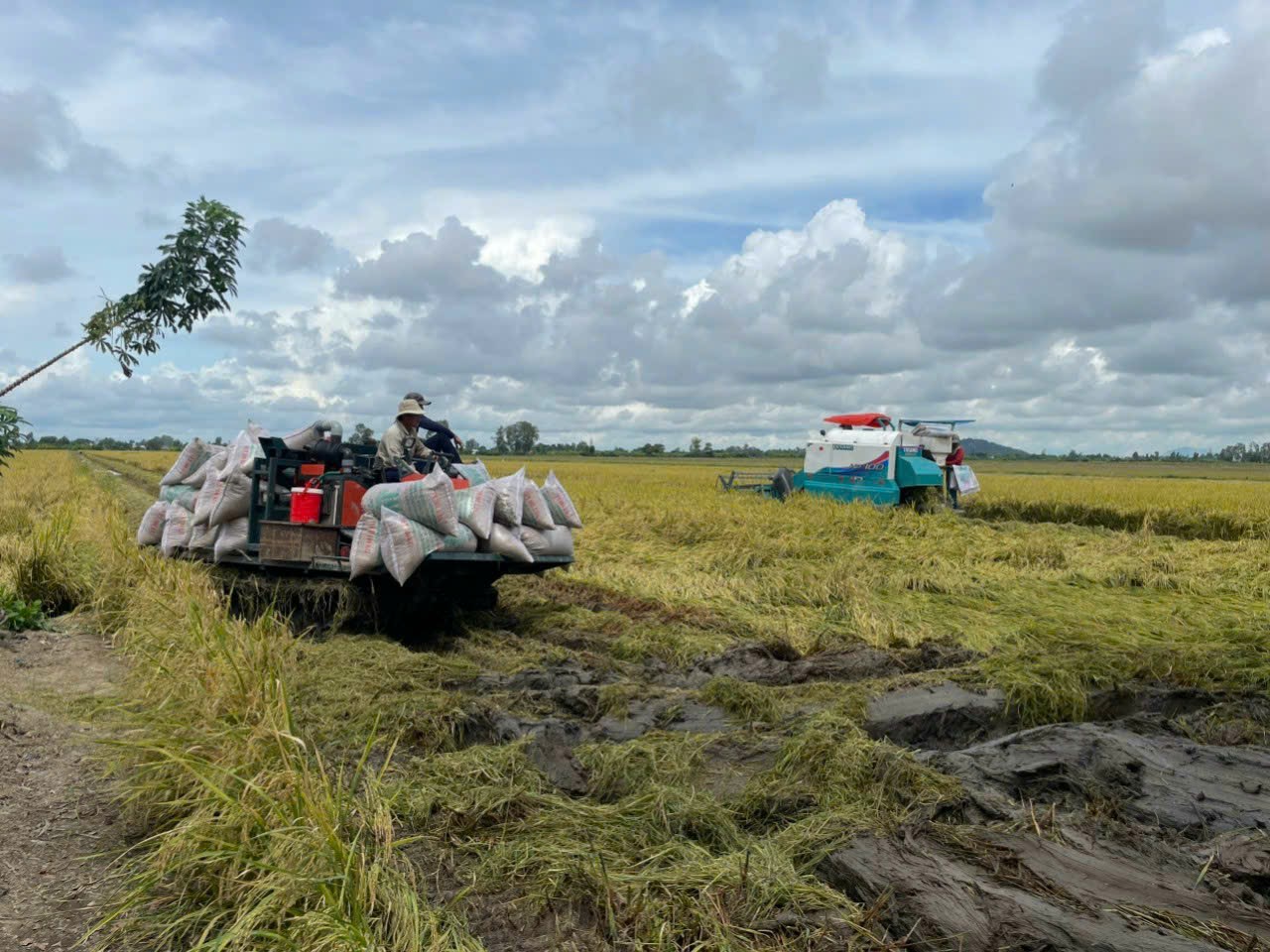 ⏭️Continued Harvest on Can Tho’s First 50-Hectare Reduced-Emission Rice Field🌾